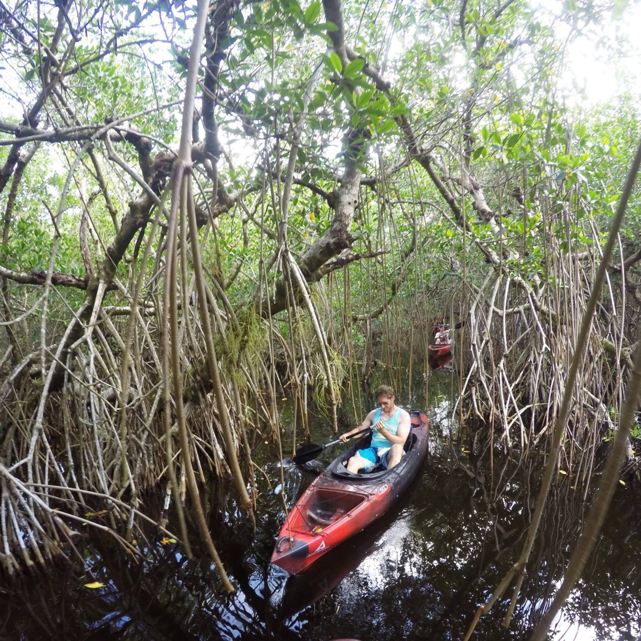 Guided Kayak Tours